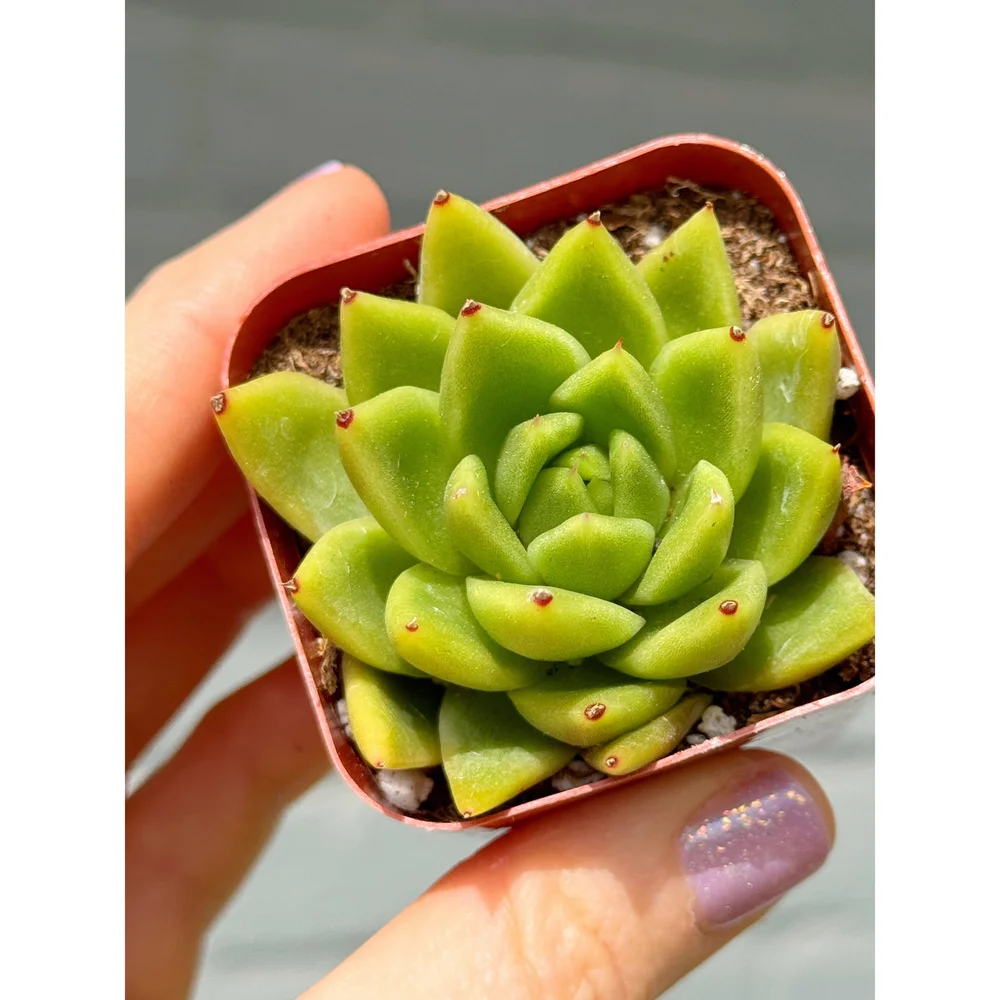 Echeveria Agavoides (Wax Agave) — Stayin' Alive Succulents