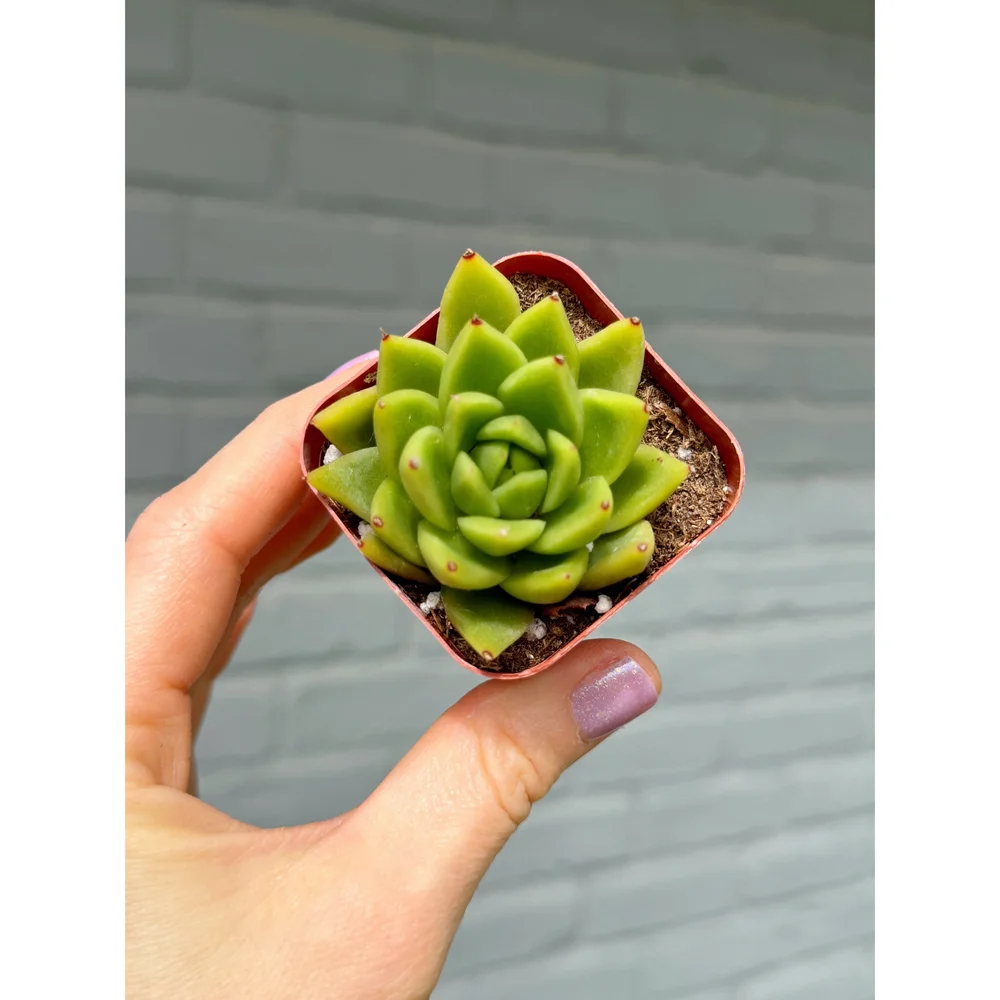 Echeveria Agavoides (Wax Agave) — Stayin' Alive Succulents