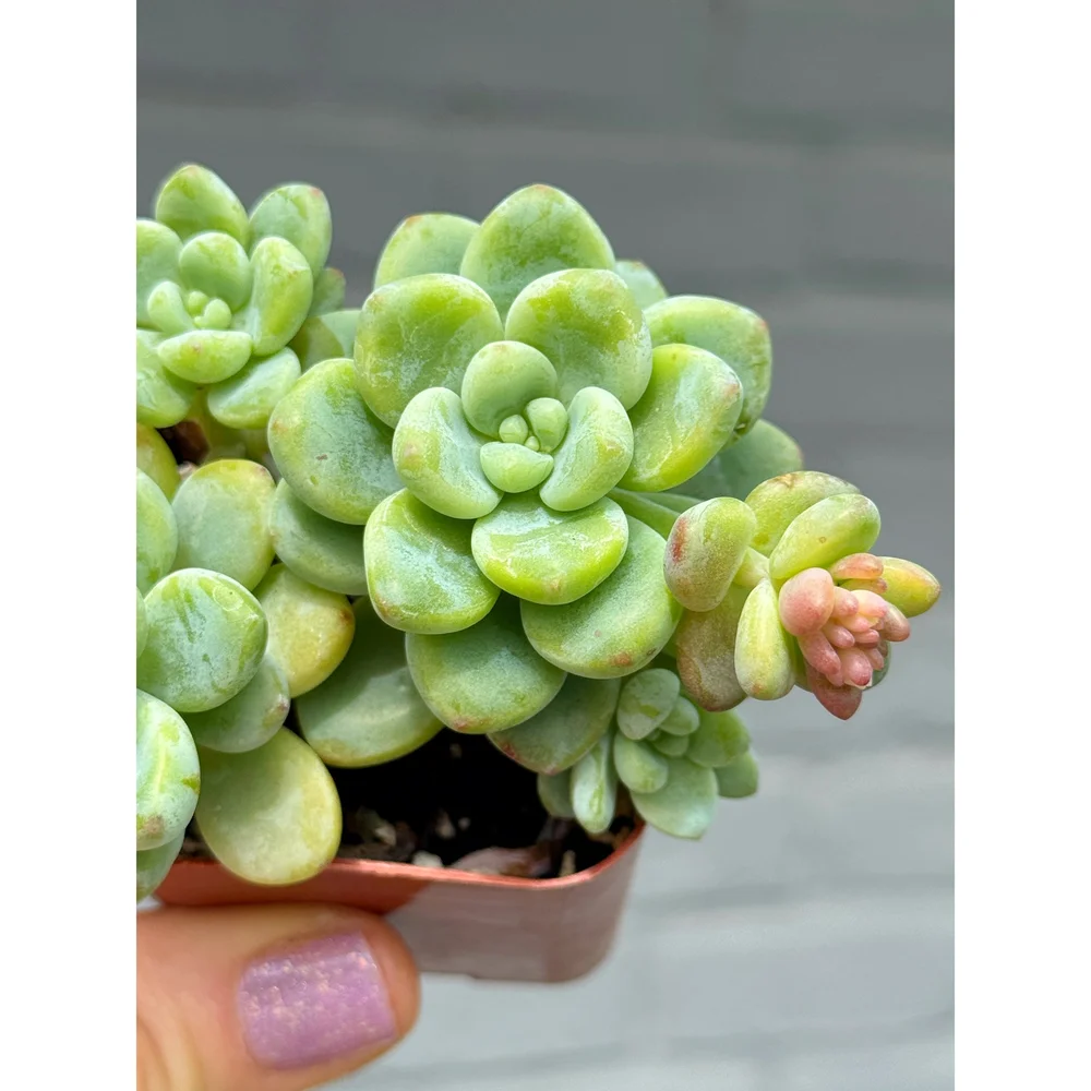 Sedum Clavatum Clusters  Stayin' Alive Succulents