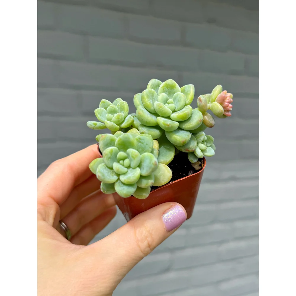 Sedum Clavatum Clusters  Stayin' Alive Succulents
