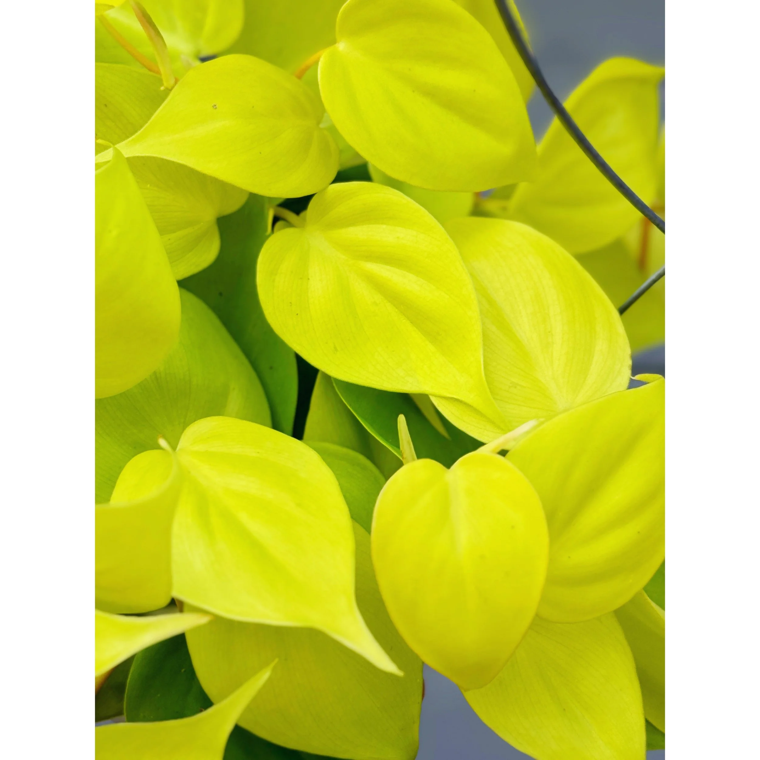 Philodendron Neon Cordatum