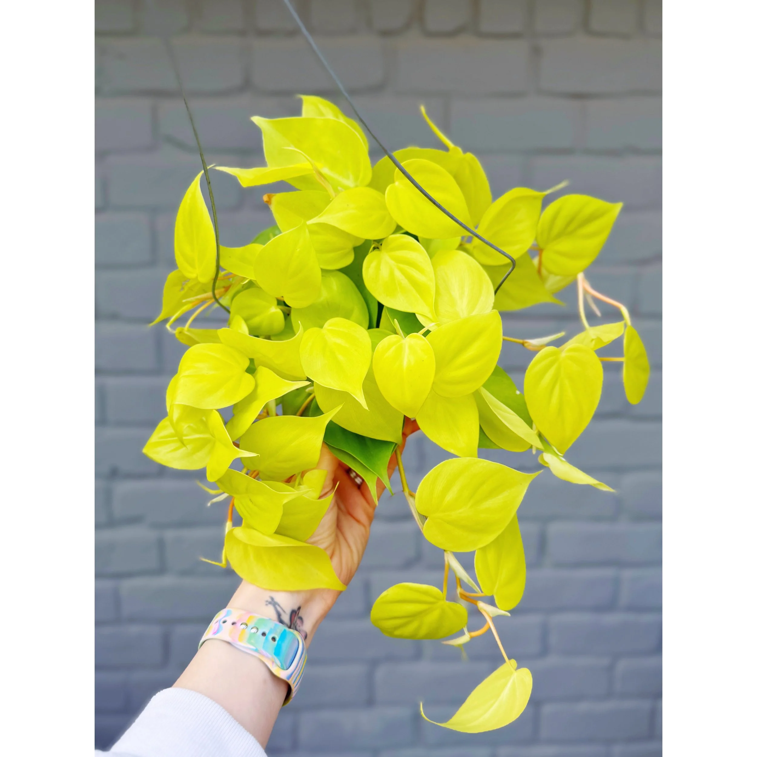 Philodendron Neon Cordatum