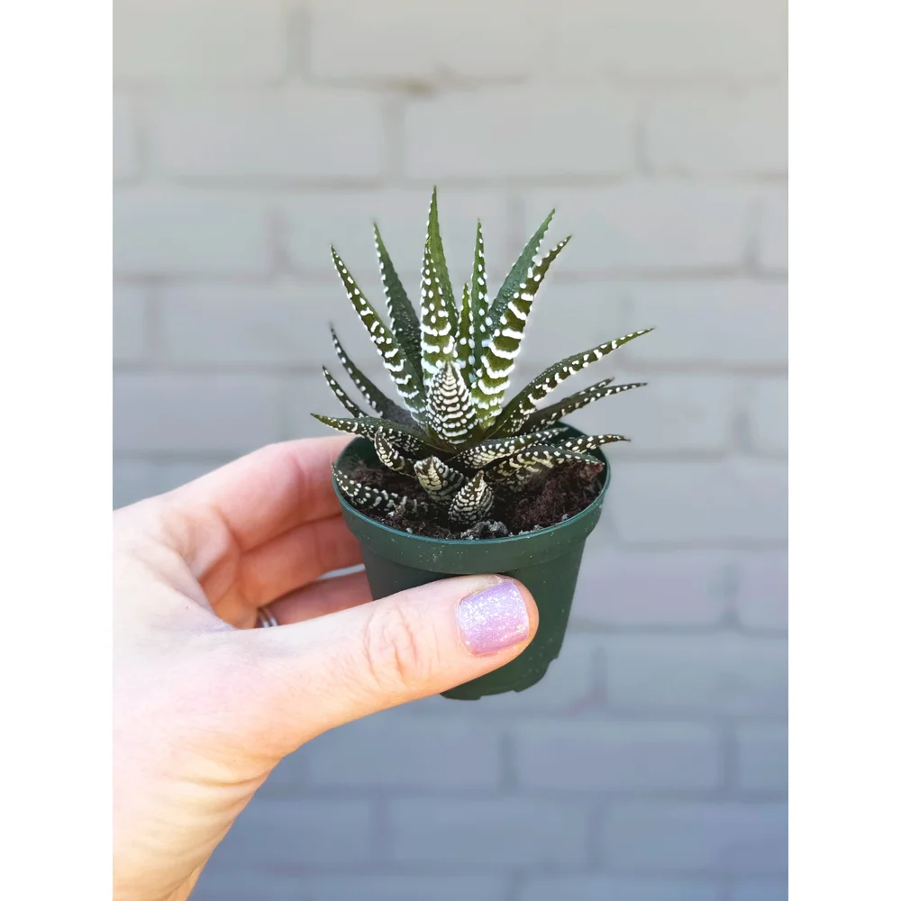 Haworthia Fasciata 'Zebra' — Stayin' Alive Succulents