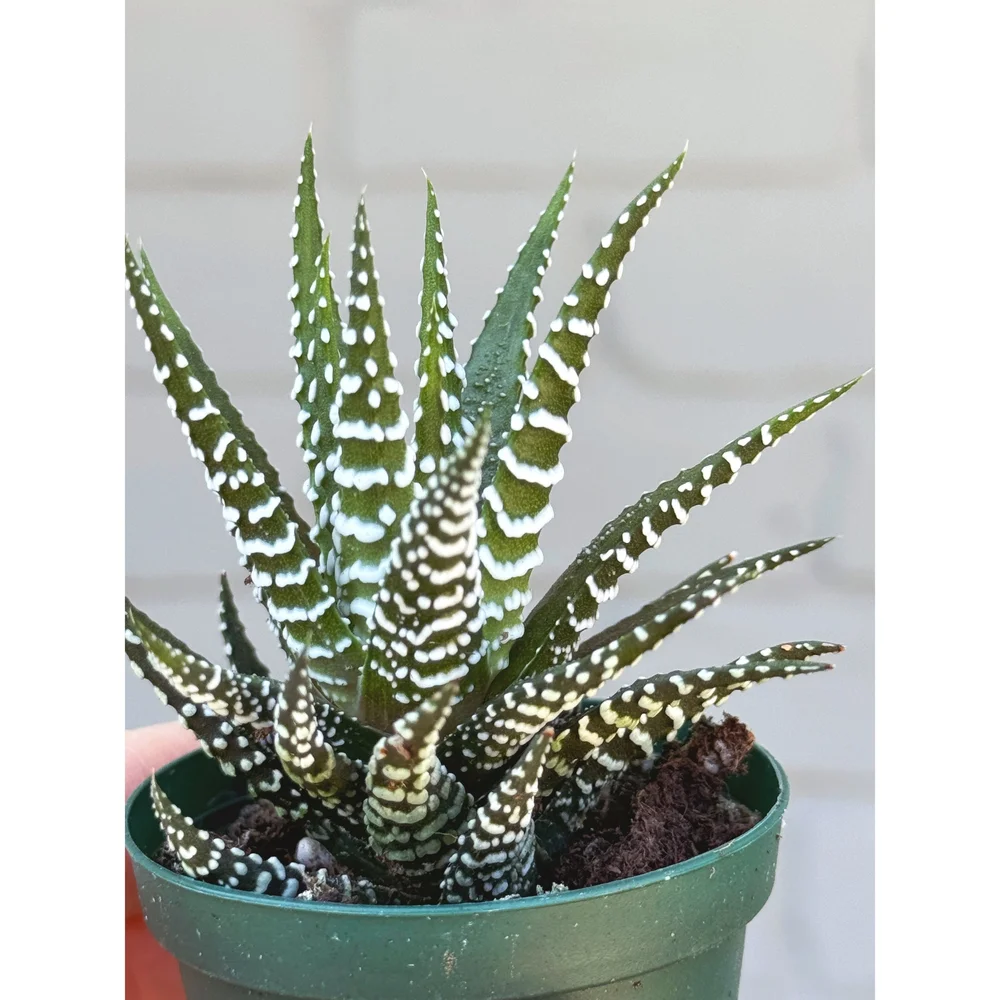 サイカスデソラタ Haworthia Fasciata 'Zebra' — Stayin' Alive Succulents