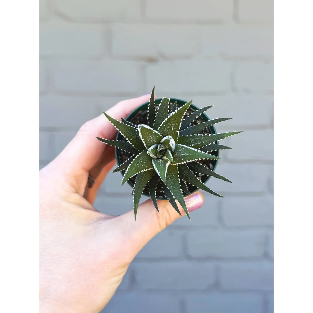 Haworthia Fasciata 'Zebra' — Stayin' Alive Succulents