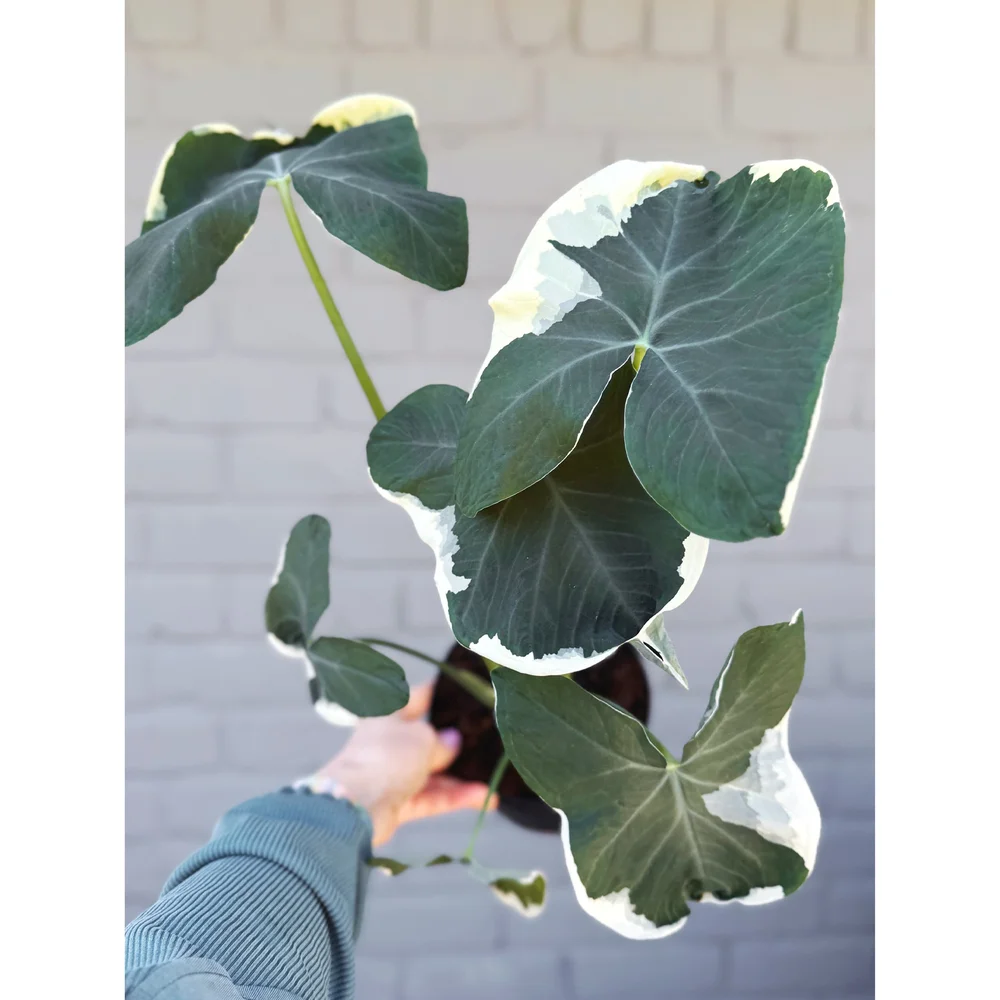 Alocasia 'Mickey Mouse' - Xanthosoma Albo Variegata 6