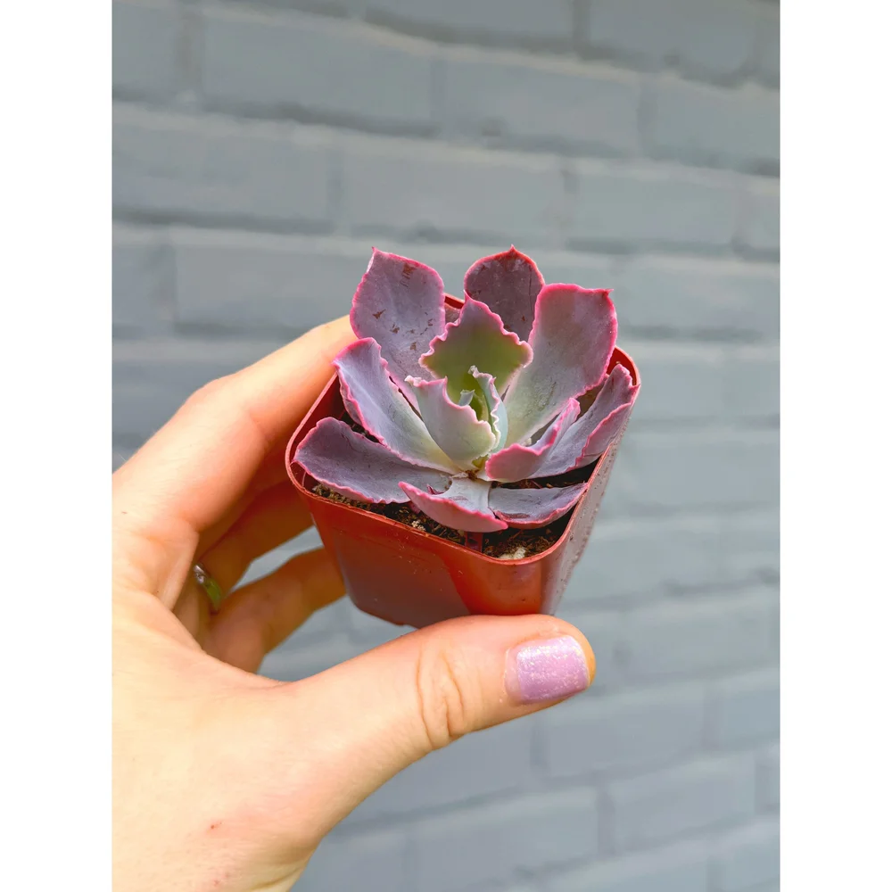 Echeveria 'Neon Breaker' 2