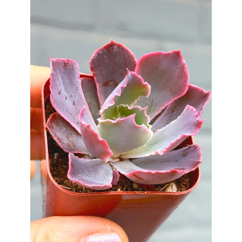 Echeveria 'Neon Breaker' 2