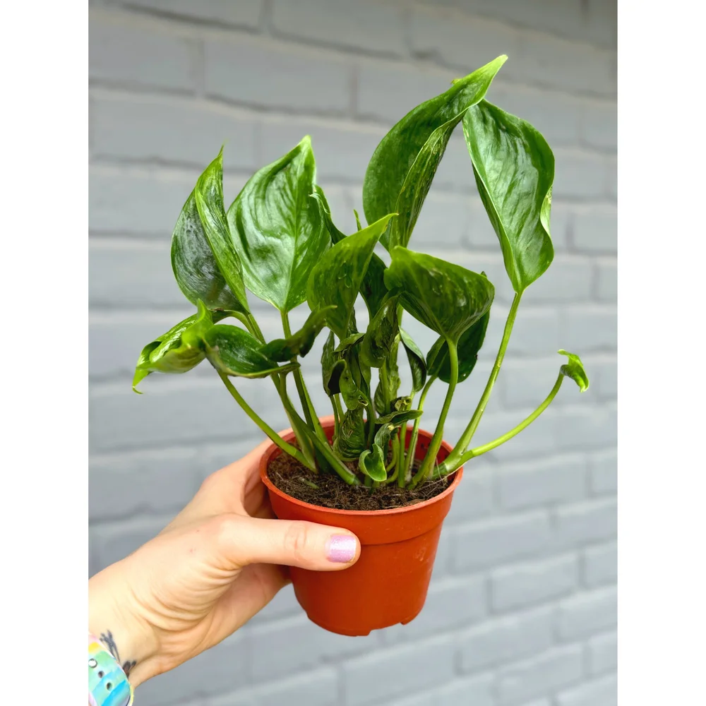 Epipremnum Aureum Shangri La (Sleeping Pothos Plant)  Stayin' Alive  Succulents