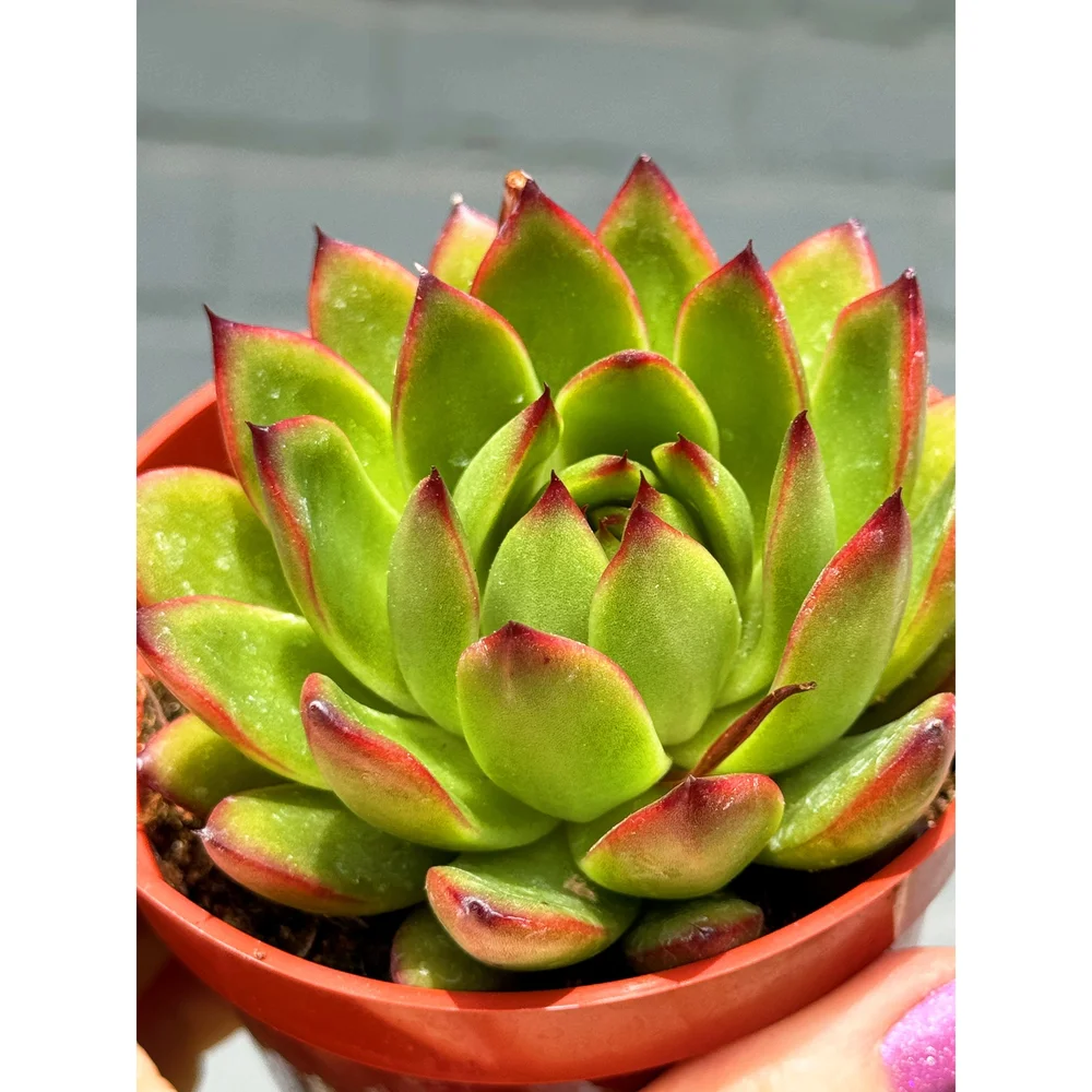Echeveria Agavoides 'Red Blush' 4"  Stayin' Alive Succulents