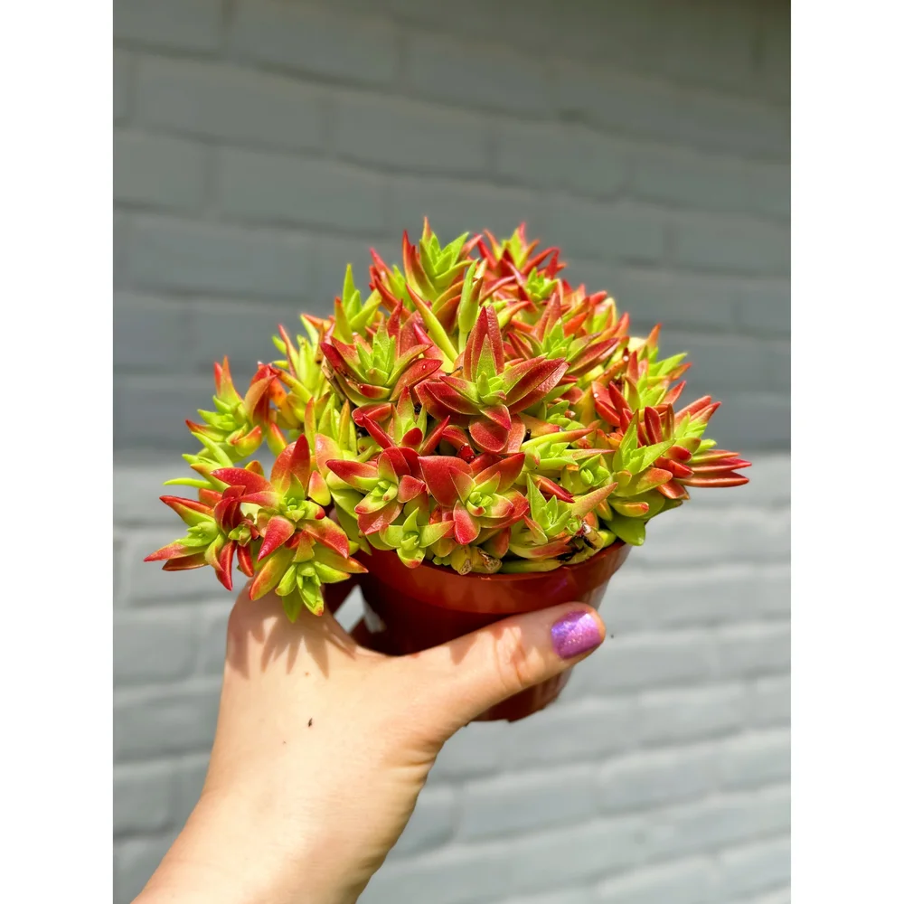 succulents and cacti Shop Succulents Premium Live Mini Cactus and Succulent Plants in 2" Pots, Easy Care Indoor or Outdoor Gardening, Terrariums, Fa