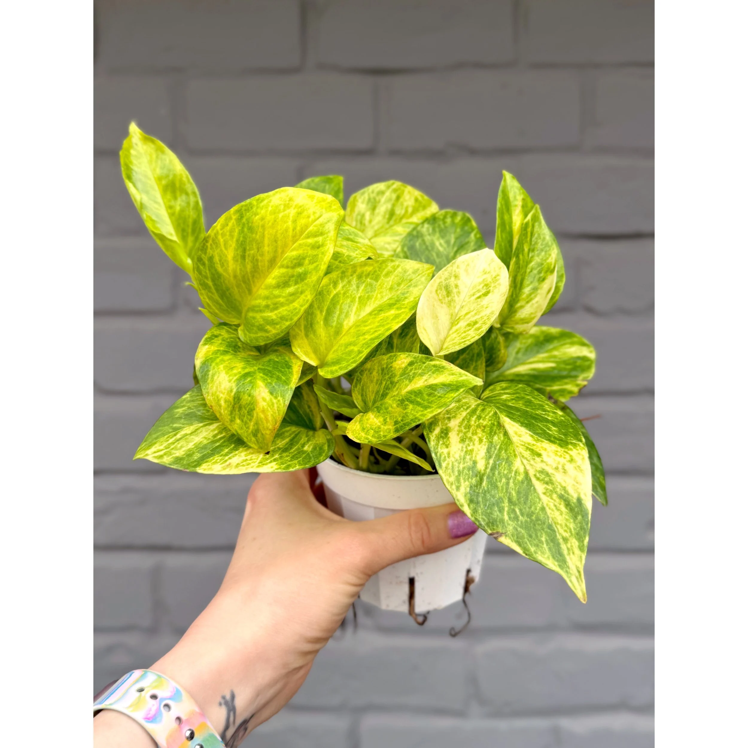 Epipremnum Aureum 'Neon Queen' Pothos