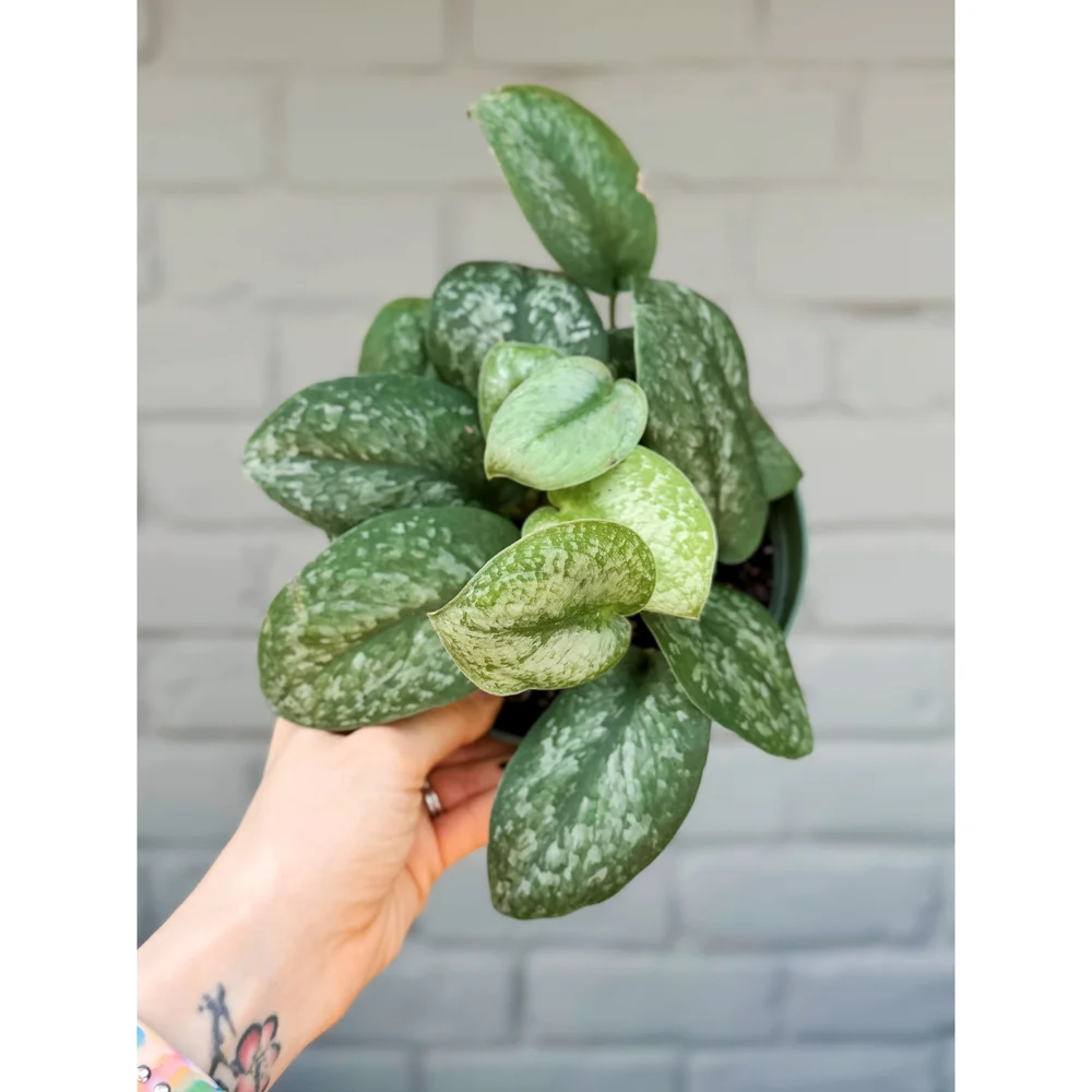 Scindapsus 'Silver Splash' 6