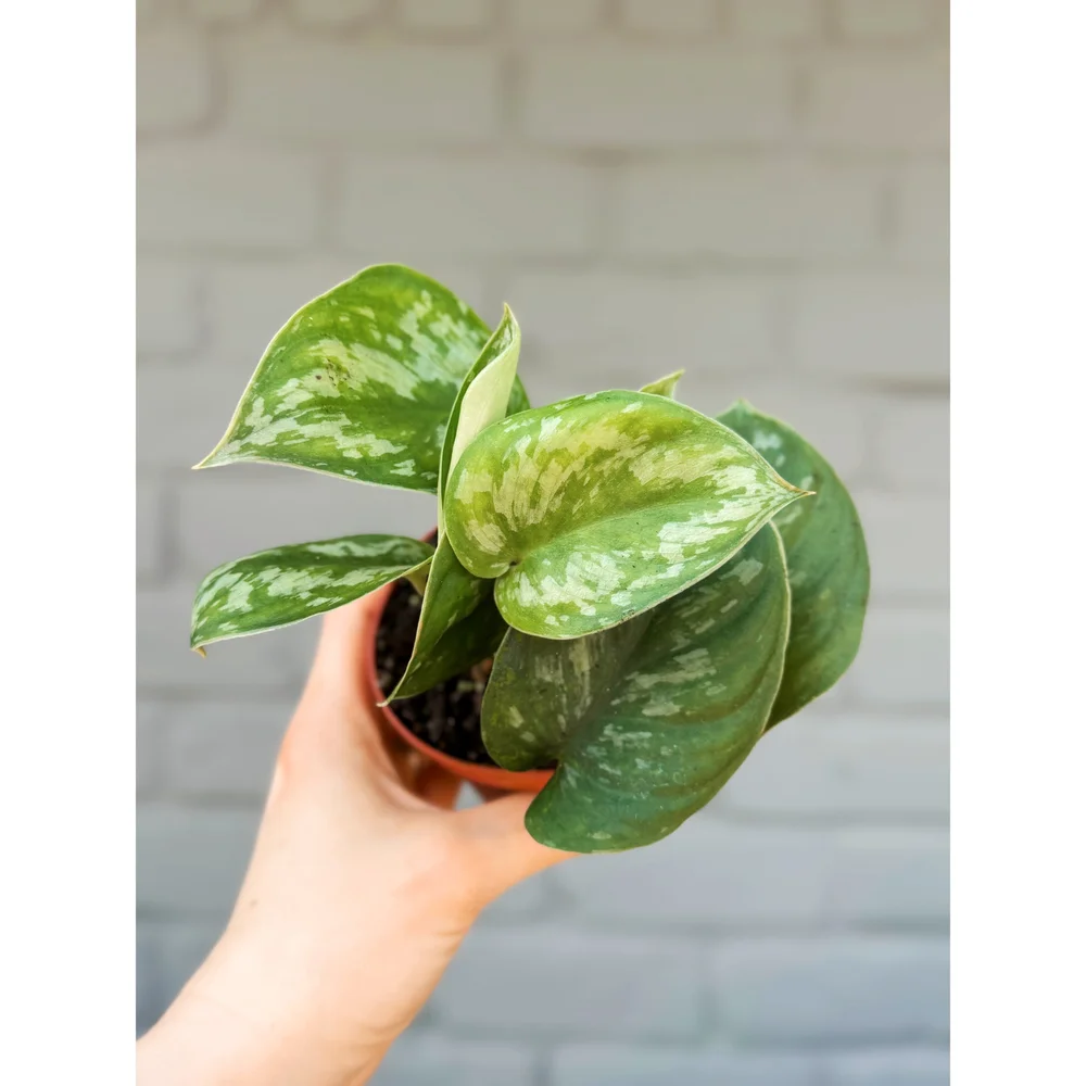 Scindapsus pictus 'Trebie' 4