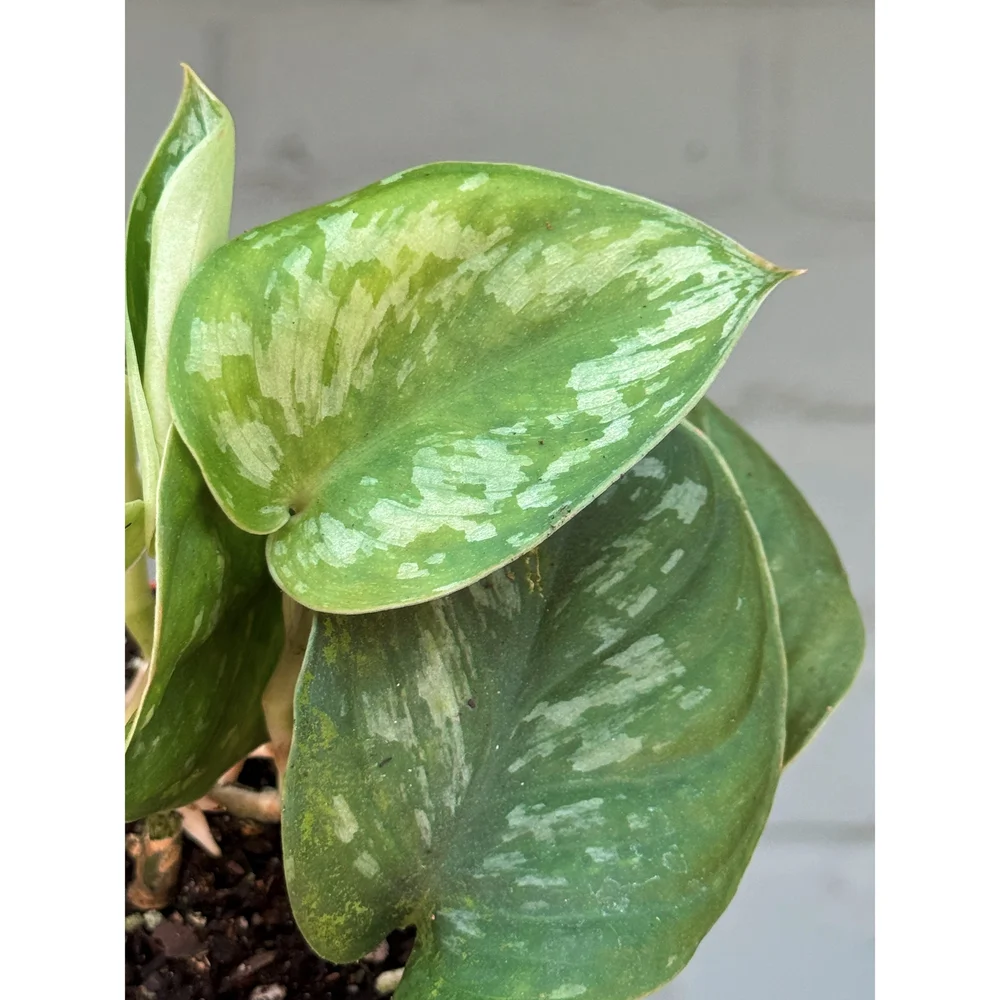Scindapsus pictus 'Trebie' 4