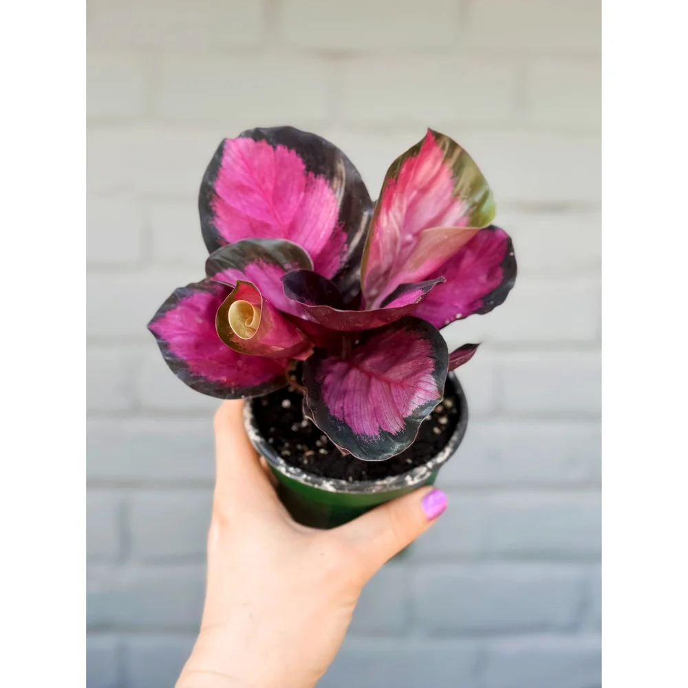 Calathea Roseopicta 'Pink Star' 4