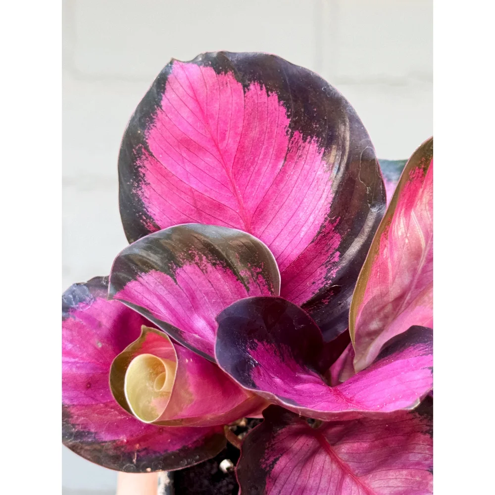 Calathea Roseopicta 'Pink Star' 4