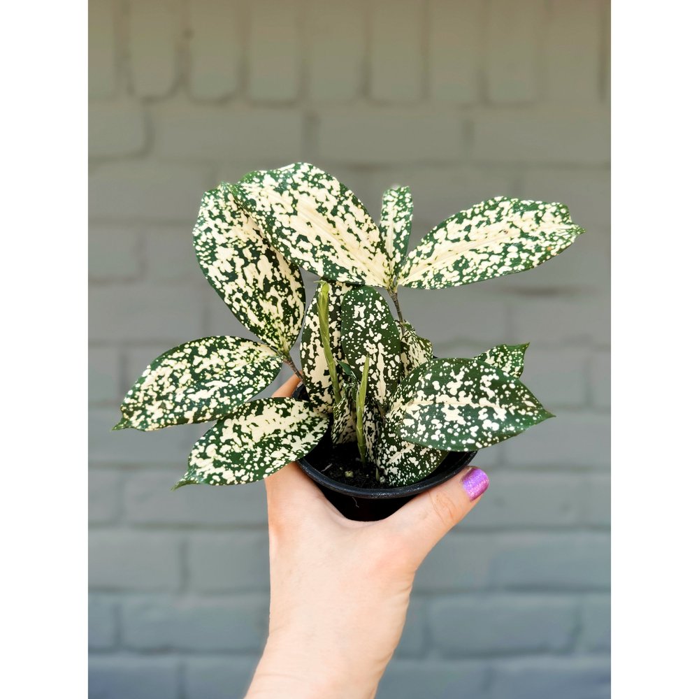 Dracaena 'Florida Beauty' 4"  Stayin' Alive Succulents