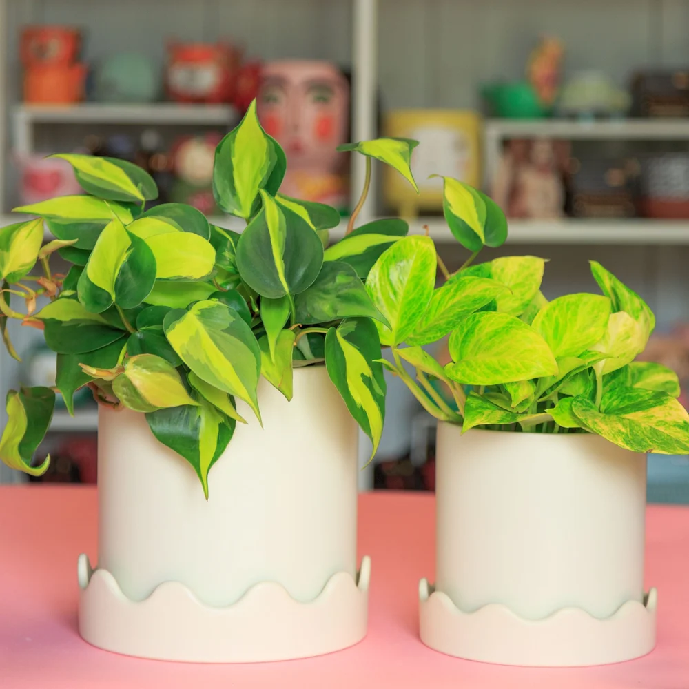 Cream Scalloped Planters with Saucer  Stayin' Alive Succulents