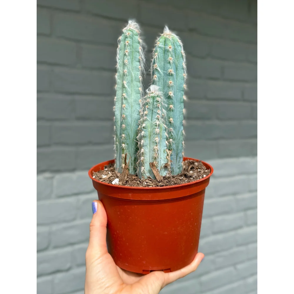 Pilosocereus pachycladus 'スーパーフロッコサス' Pilosocereus Pachycladus 'Super Blue' 6