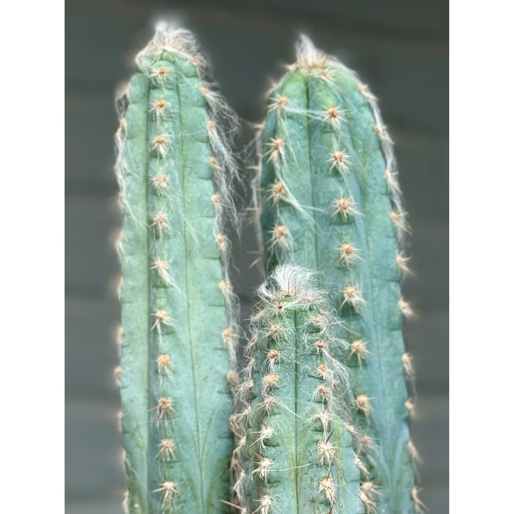Pilosocereus pachycladus 'スーパーフロッコサス' Pilosocereus Pachycladus 'Super Blue' 6
