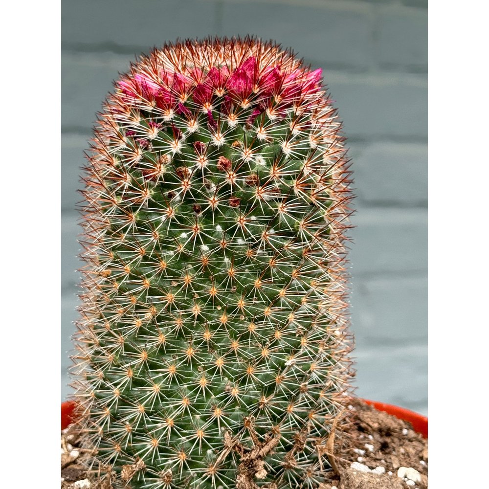Mammillaria Spinosissima 'Pin Cushion Cactus  Stayin' Alive Succulents