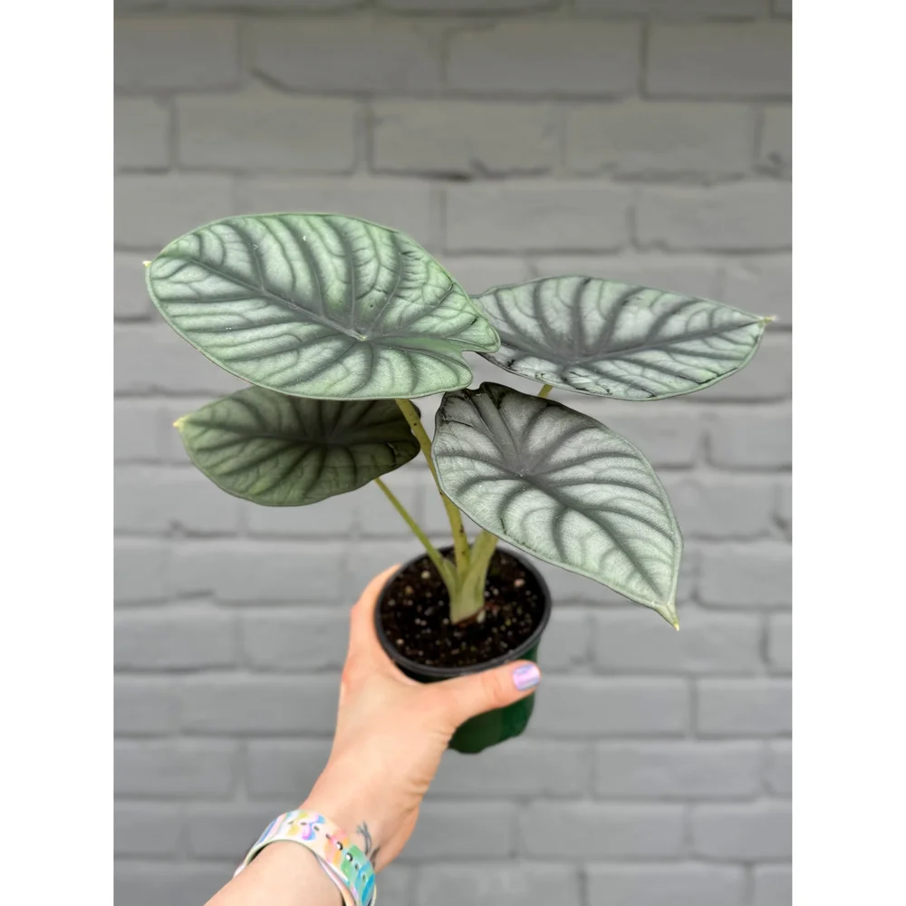 alocasia cuprea red secret variegata ALOCASIA CUPREA RED SECRET online kaufen bei potflourri main image 1