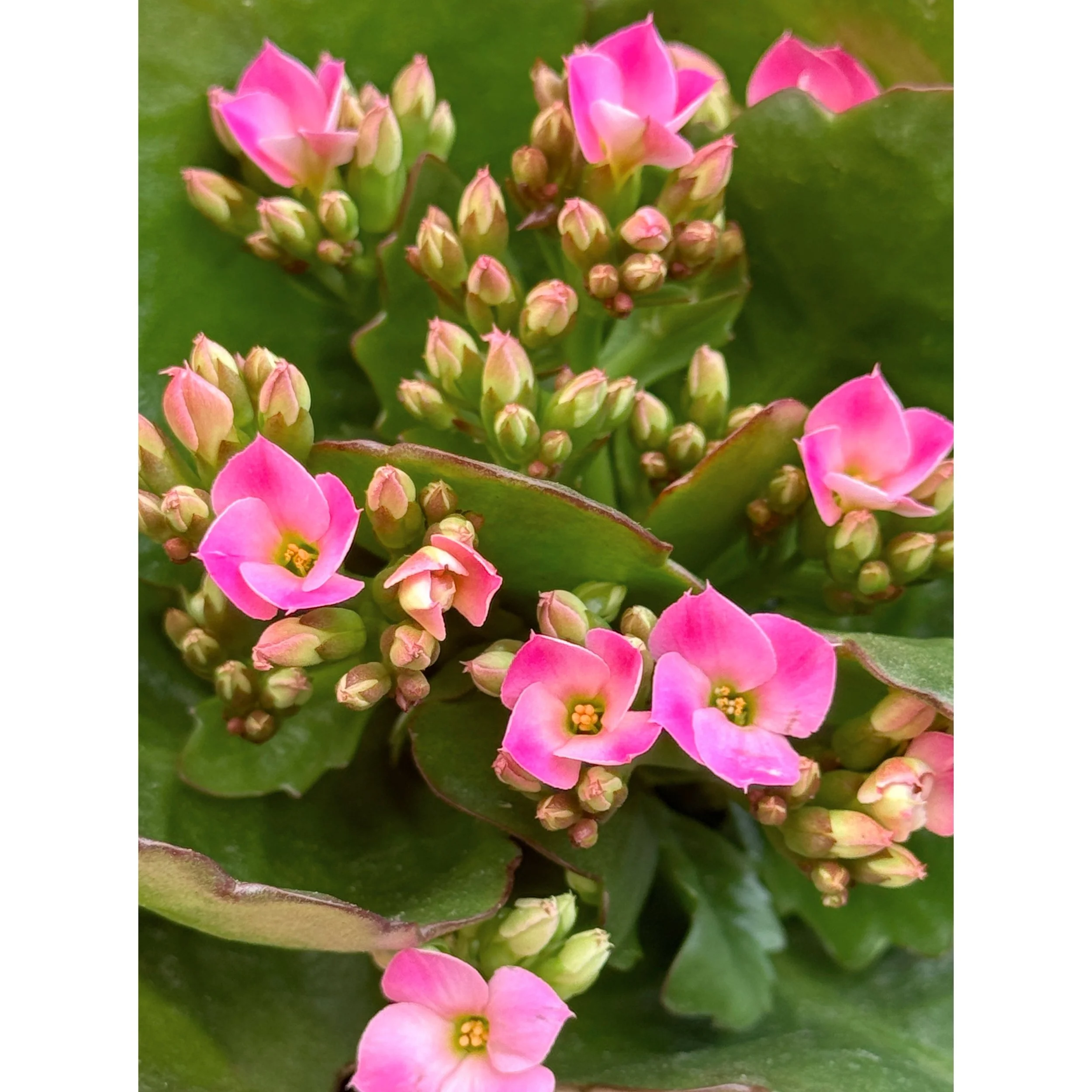Blooming Kalanchoe Pink