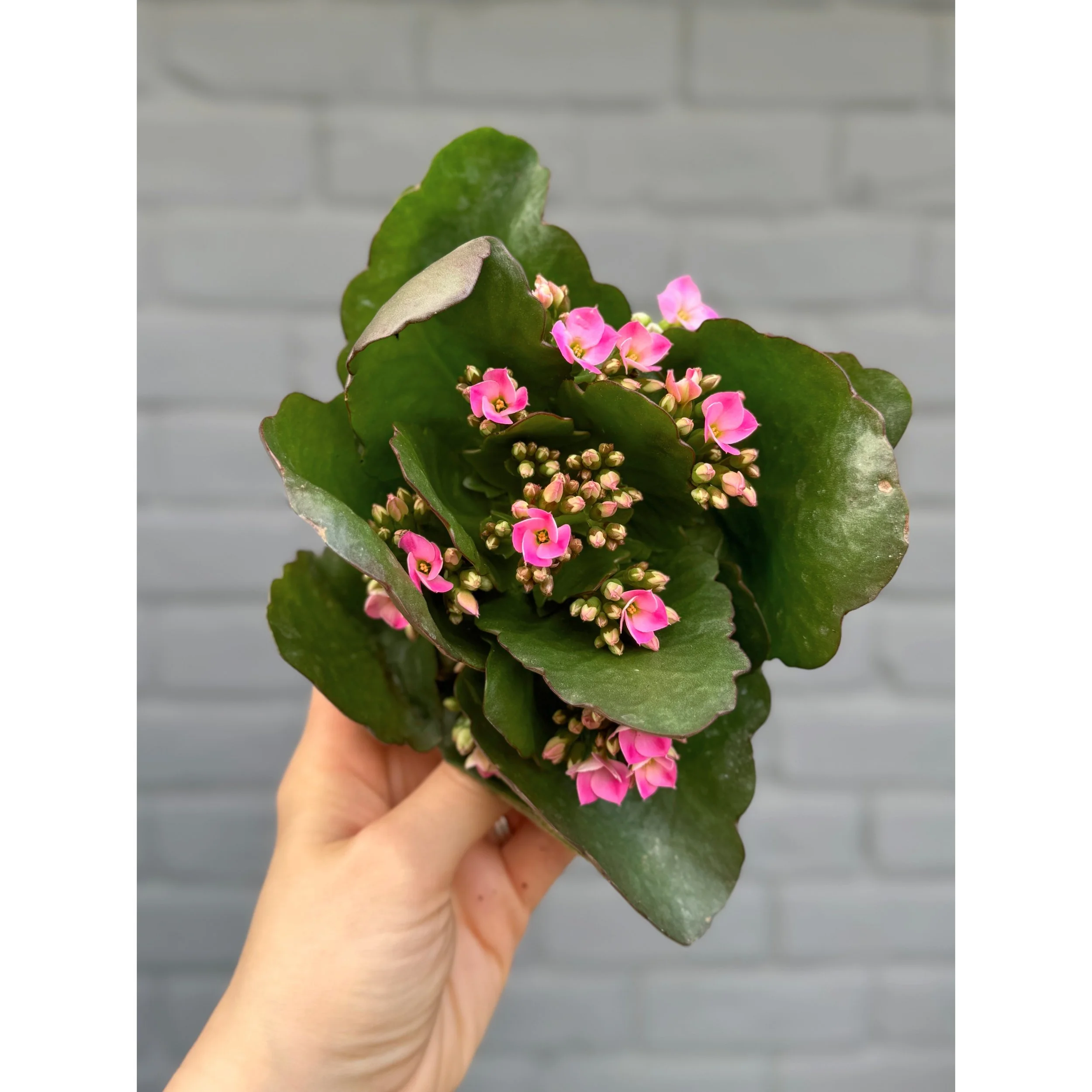 Blooming Kalanchoe Pink