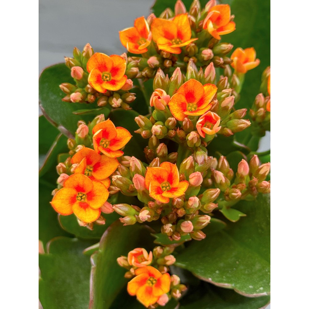 tiger lily floral Basket of Light