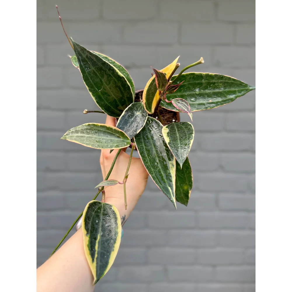 Hoya Macrophylla Variegata (Latifolia Albomarginata) 4” — Stayin