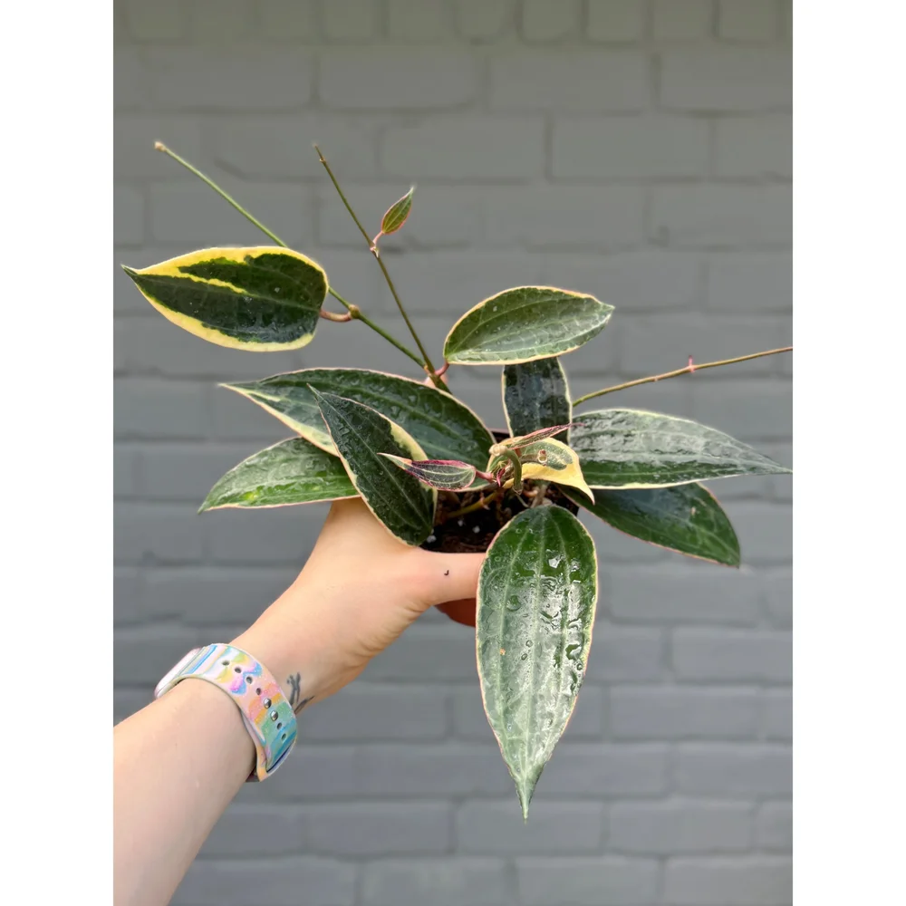 hoya ホヤ フィルラ ロング 4号 hoya ホヤ フィルラ ロング 4号 hoya ホヤ フィルラ ロング 4号 Hoya