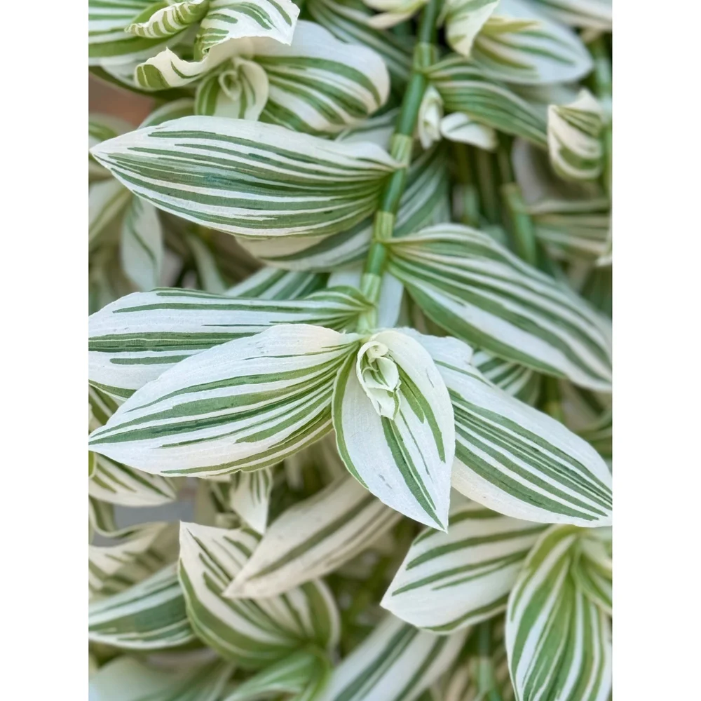 Tradescantia 'Pistachio White' 5