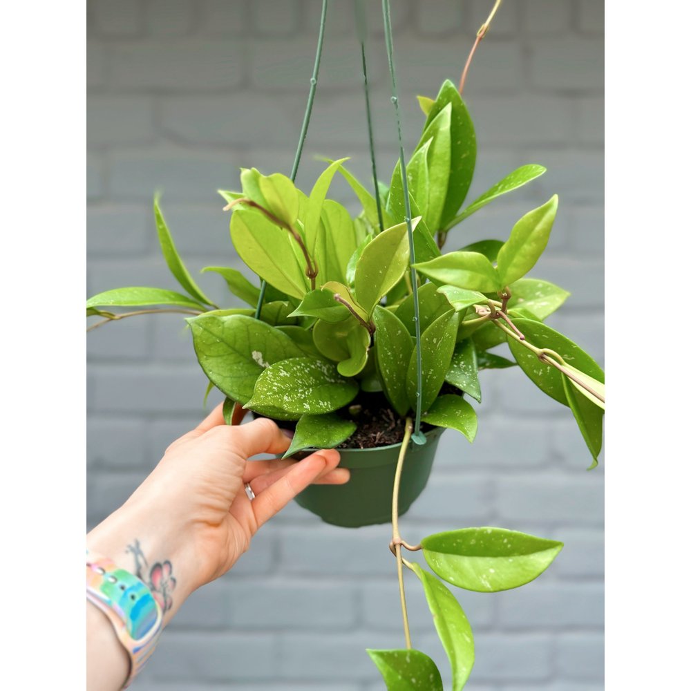 Hoya Fungii x Pubicalyx Hybrid 6