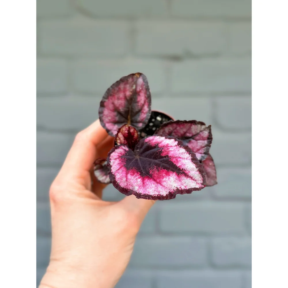 Rex Begonia (Pink and Silver Foliage) 2