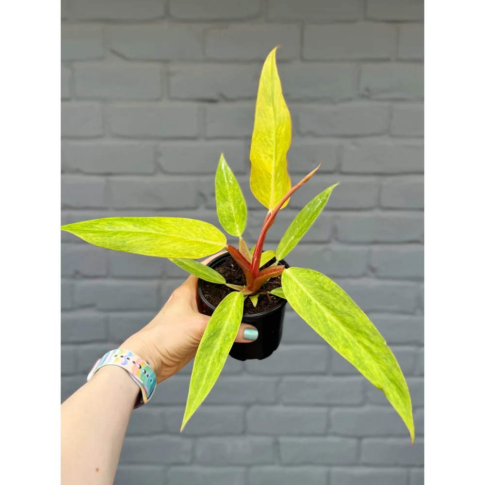 Philodendron 'Orange Marmalade' 4"  Stayin' Alive Succulents