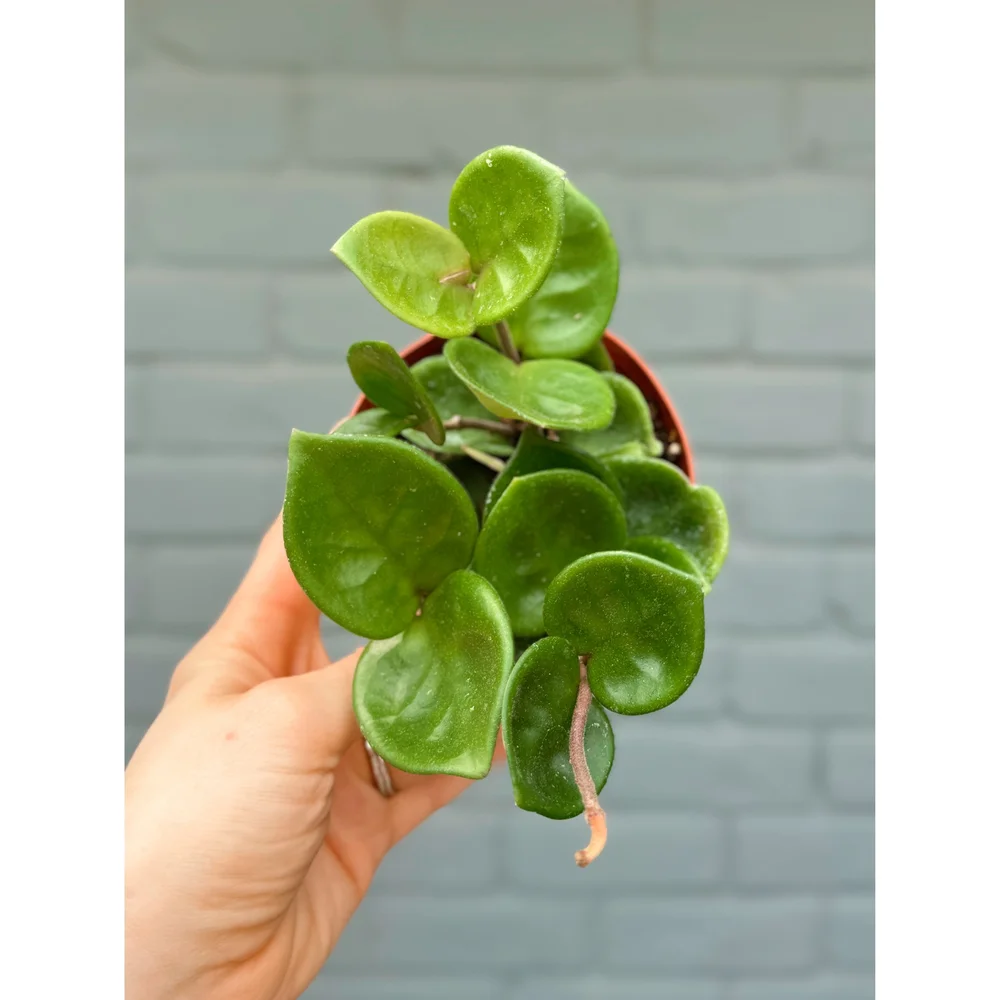 Hoya Chelsea 4