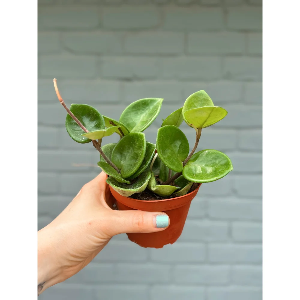 Hoya Chelsea 4
