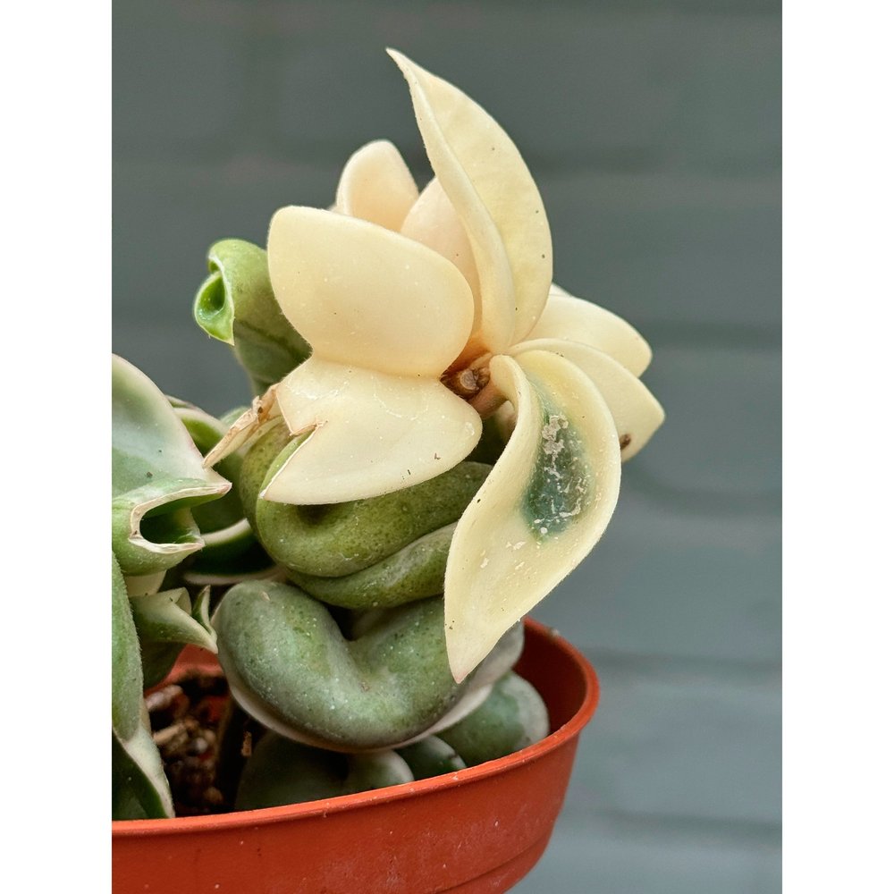 Hoya Carnosa Compacta Variegated Hindu Rope 4