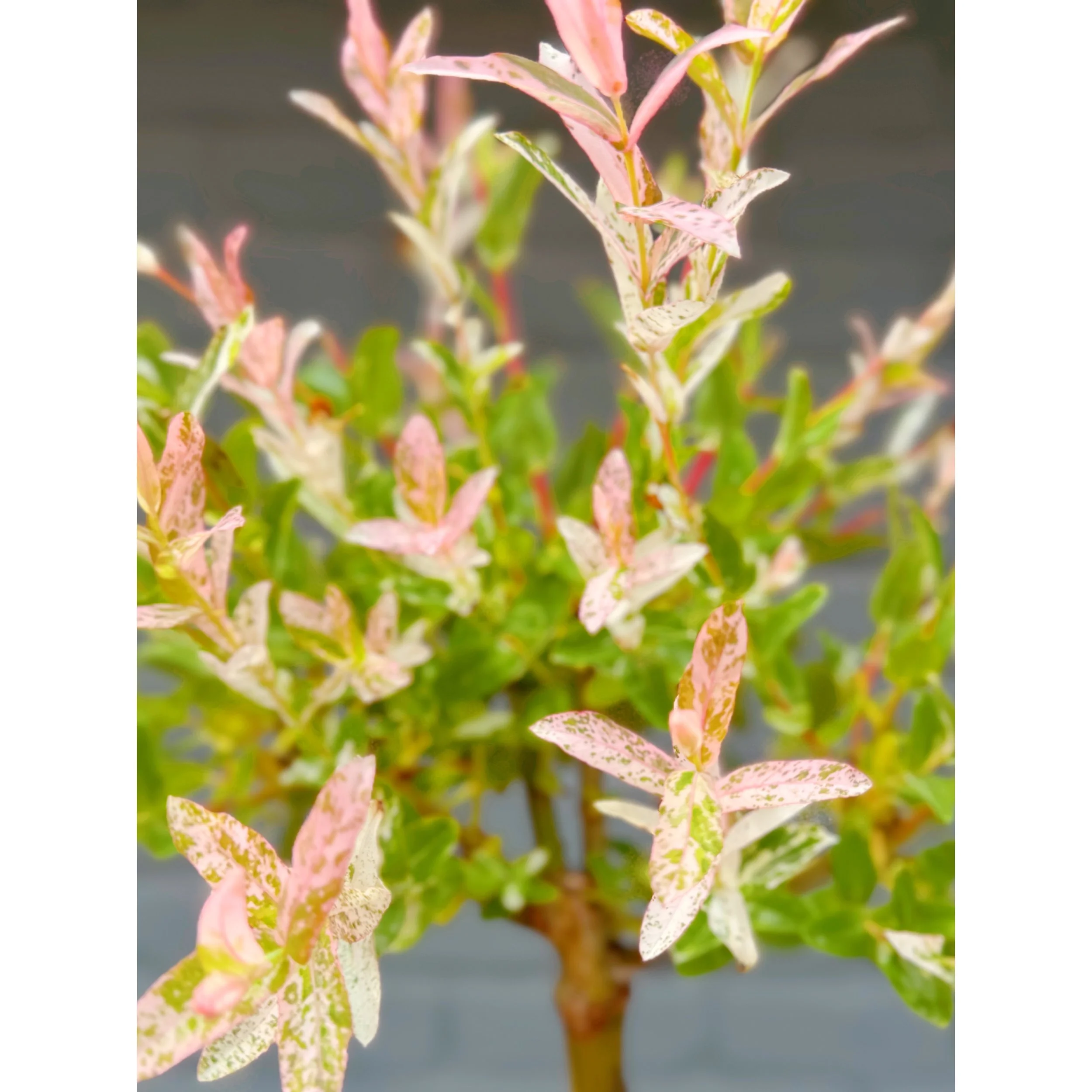 Willow 'Pink Beauty' - Salix Integra 'Hakuro-Nishiki'