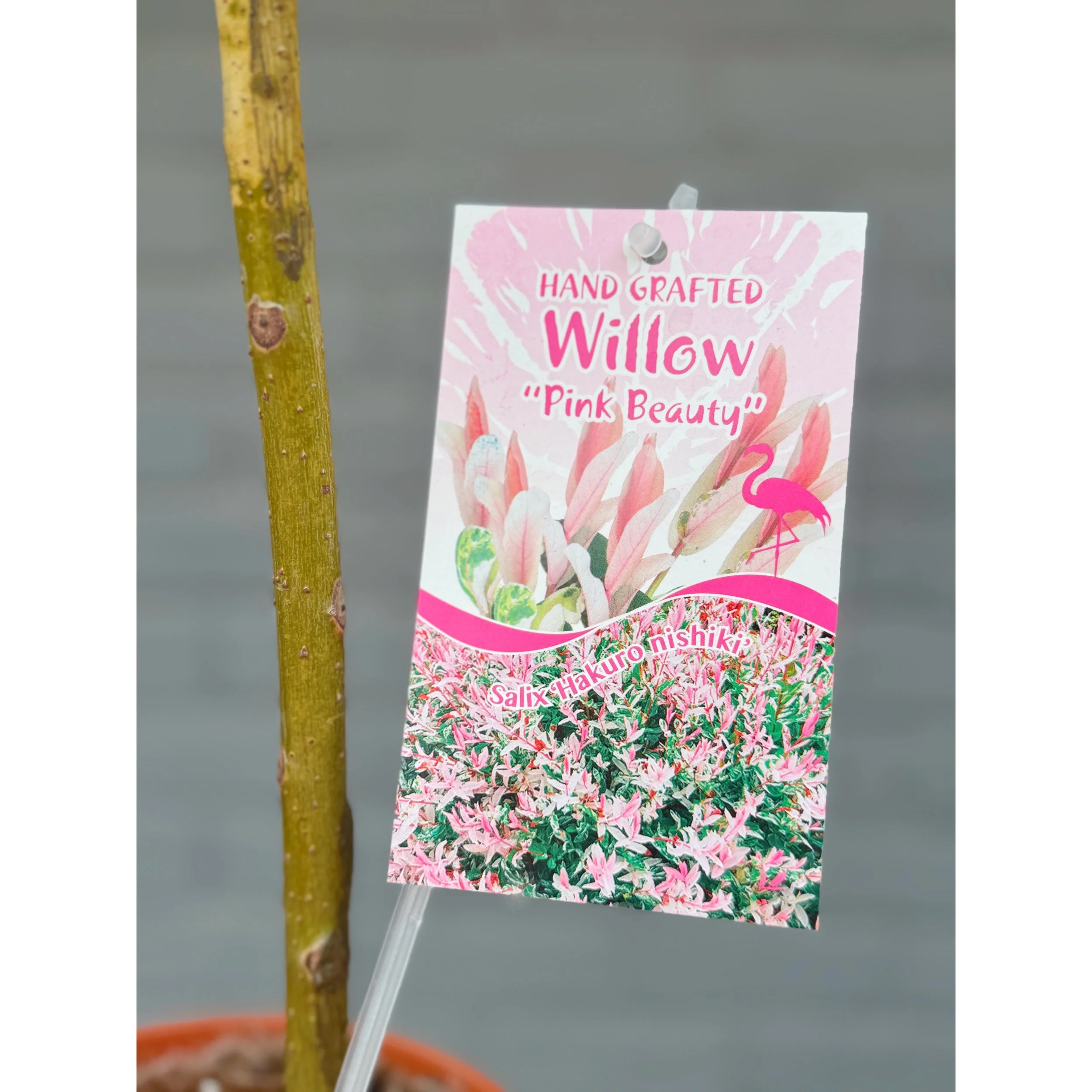 Willow 'Pink Beauty' - Salix Integra 'Hakuro-Nishiki'