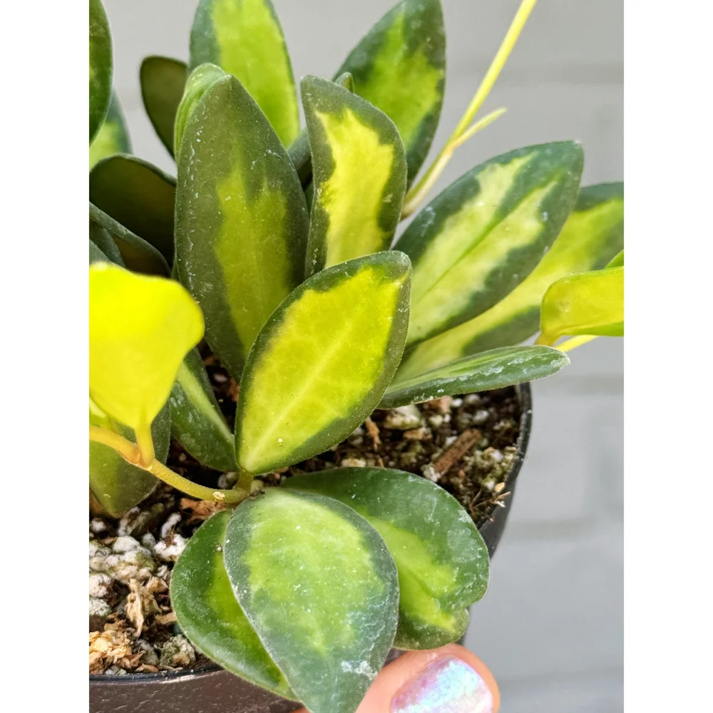 Hoya DS70 Variegated — Stayin' Alive Succulents