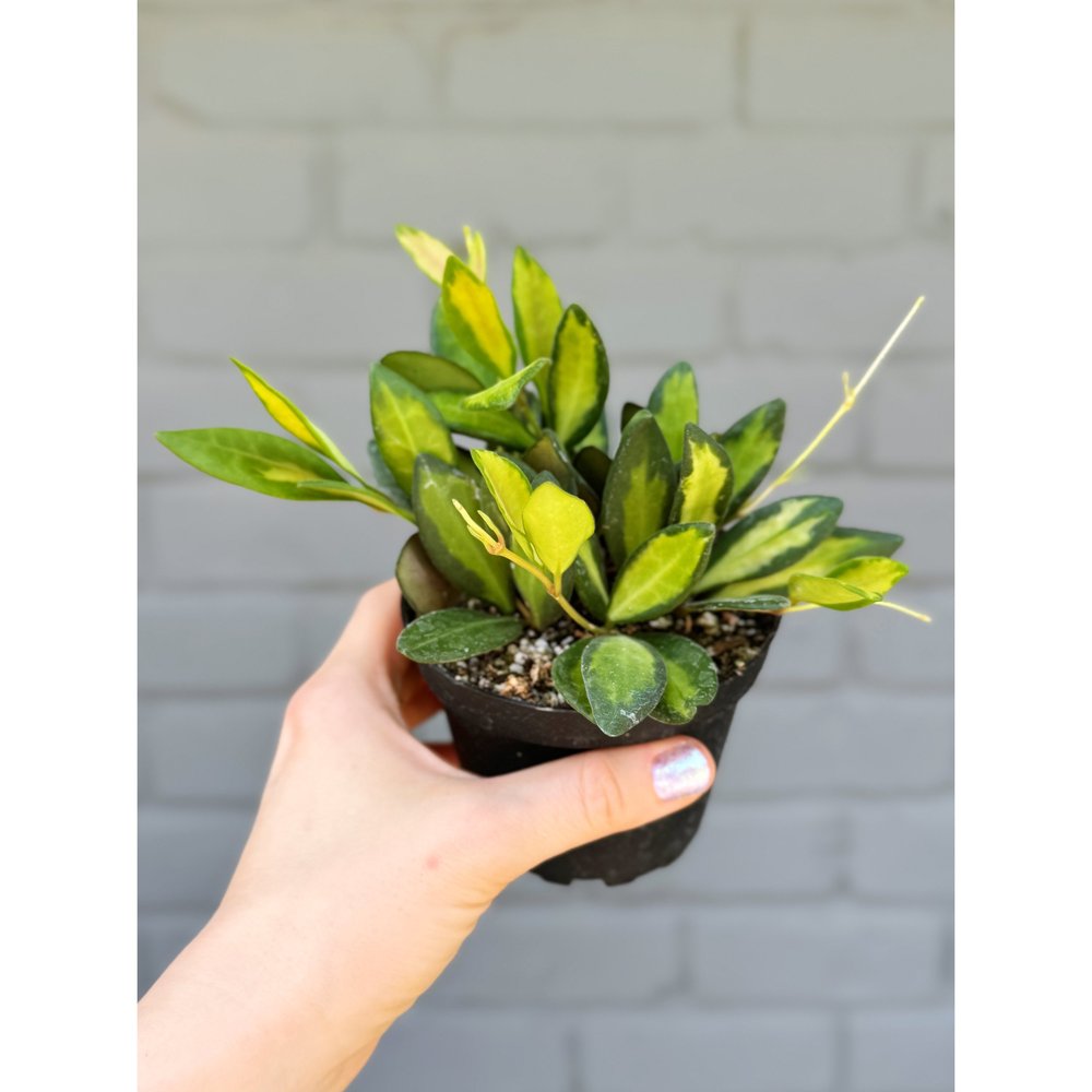 専用ですm(__)m ３点　　HOYA Hoya DS70 Variegated — Stayin' Alive Succulents