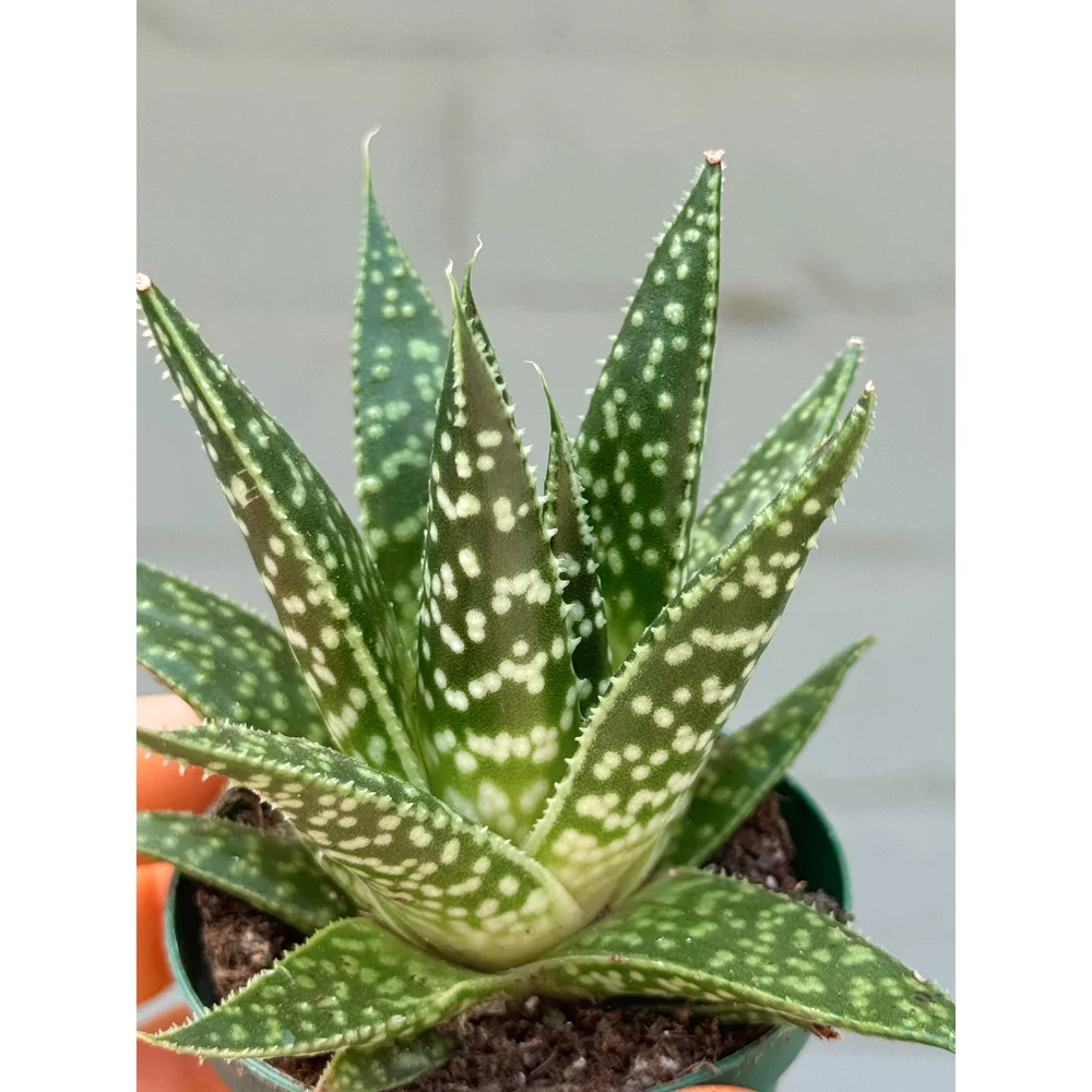 aloe vera massage Aloe Vera Oil  Essancia