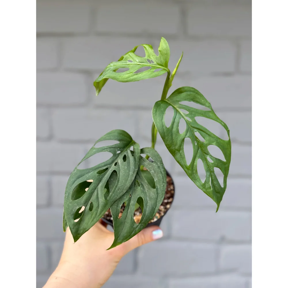 Monstera 'Esqueleto' 4
