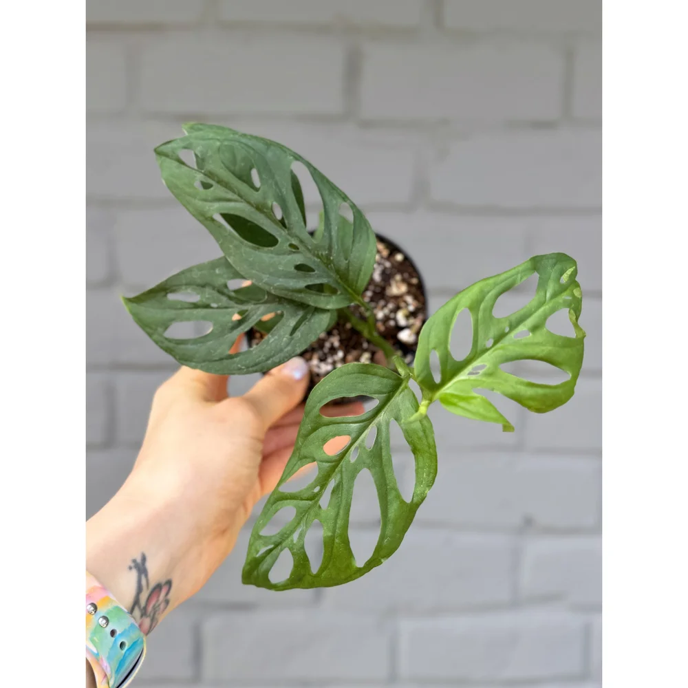 Monstera 'Esqueleto' 4