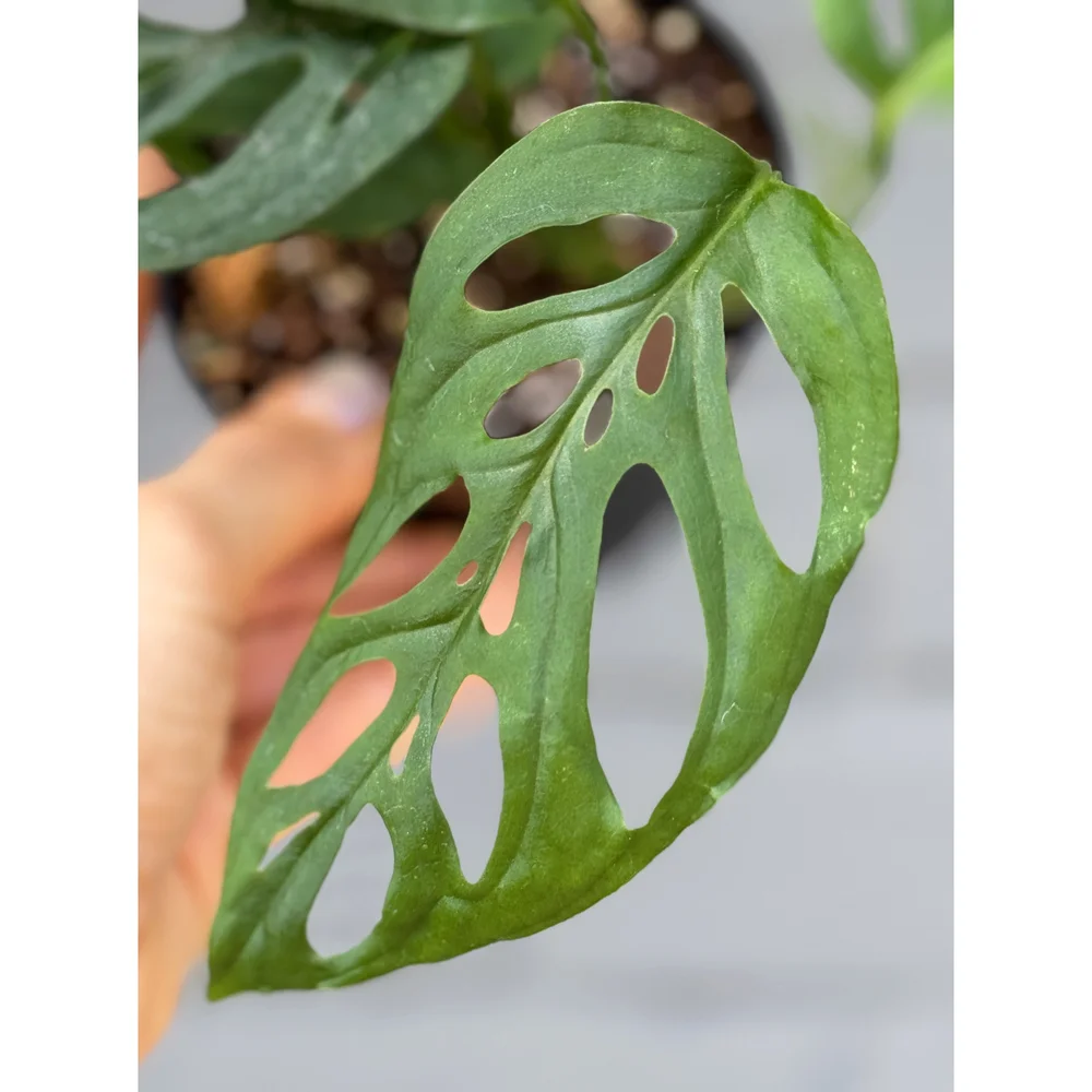 Monstera 'Esqueleto' 4"  Stayin' Alive Succulents