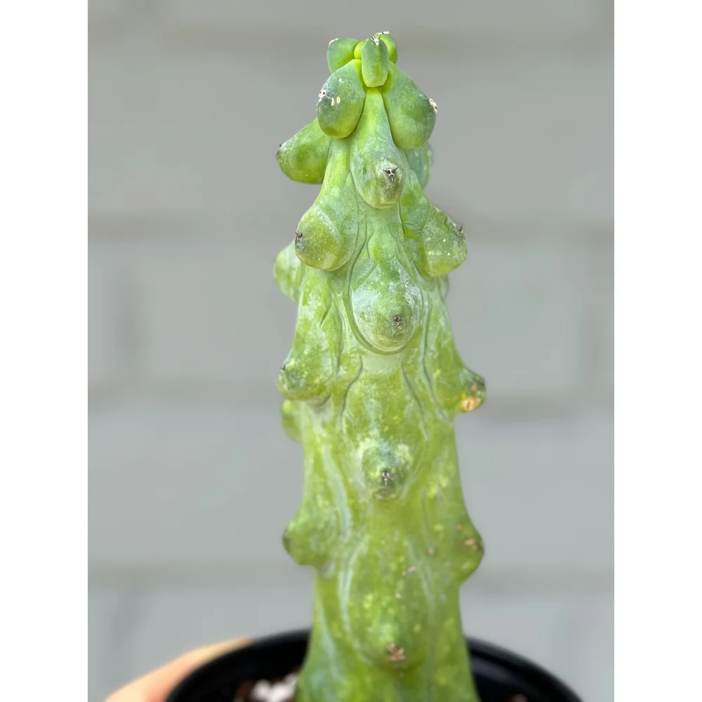 Myrtillocactus Geometrizans 'Boobie Cactus' 4"  Stayin' Alive Succulents