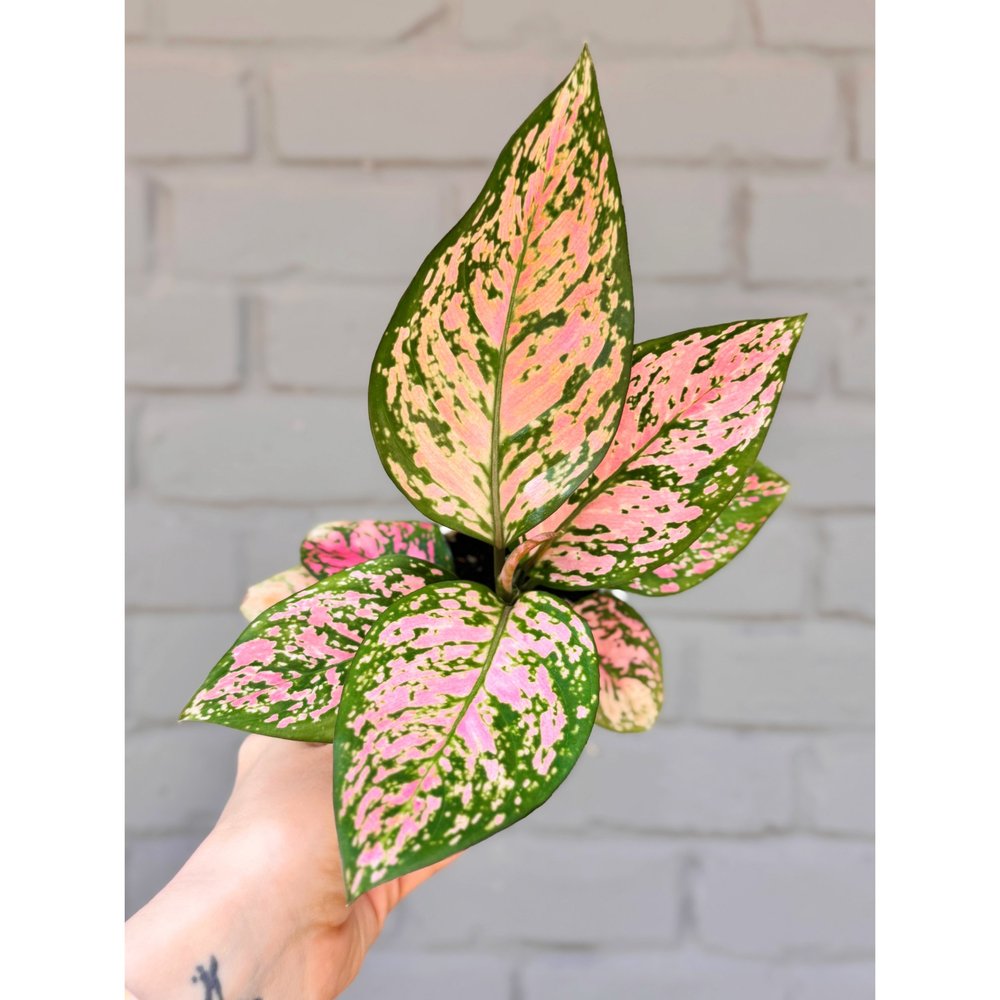 Aglaonema Hybrid Lady Valentine 4” Pink — Stayin' Alive Succulents