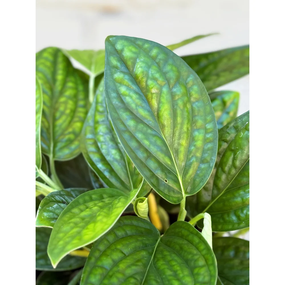 Monstera Karstenianum 'Peru' 6